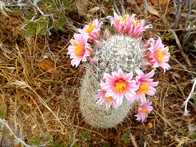 Local cactus in bloom