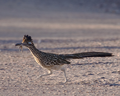 Roadrunner